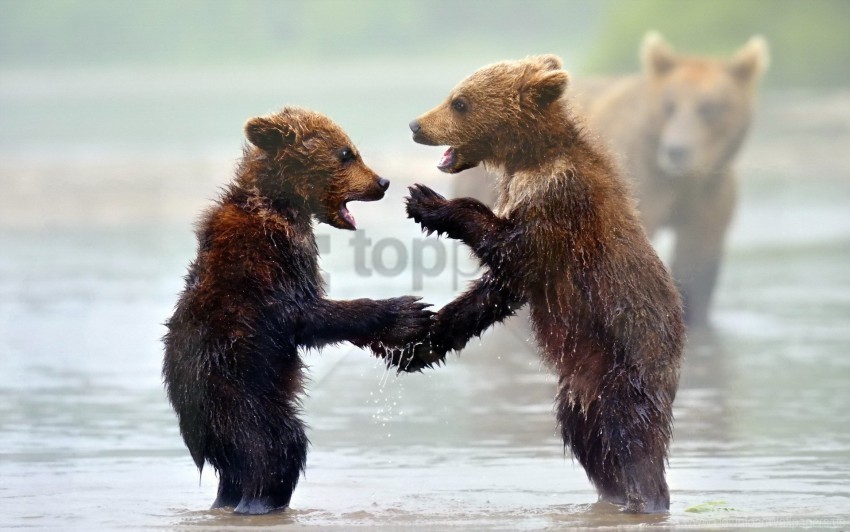 bears cubs mist water wallpaper PNG Image with Clear Background Isolation