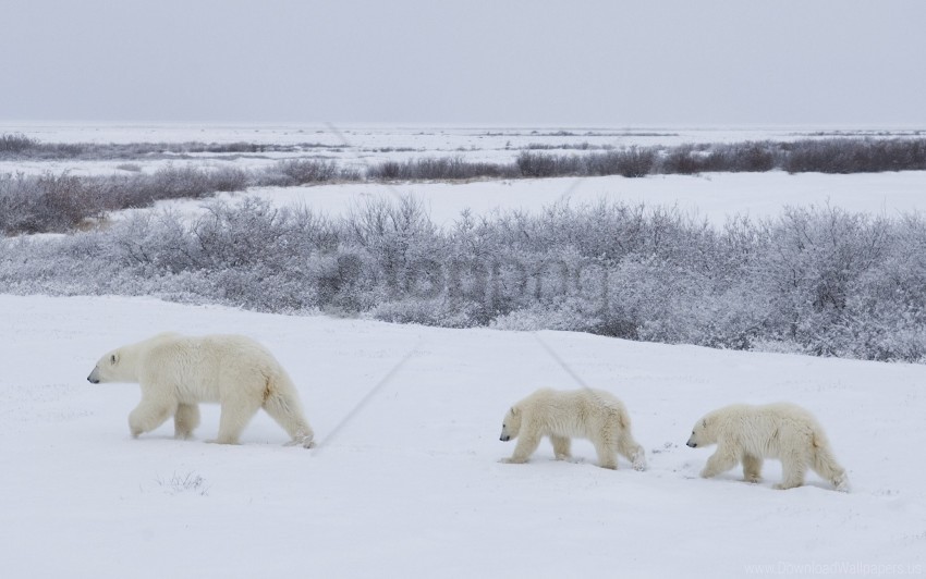 bears family polar bears snow walking wallpaper PNG graphics with clear alpha channel