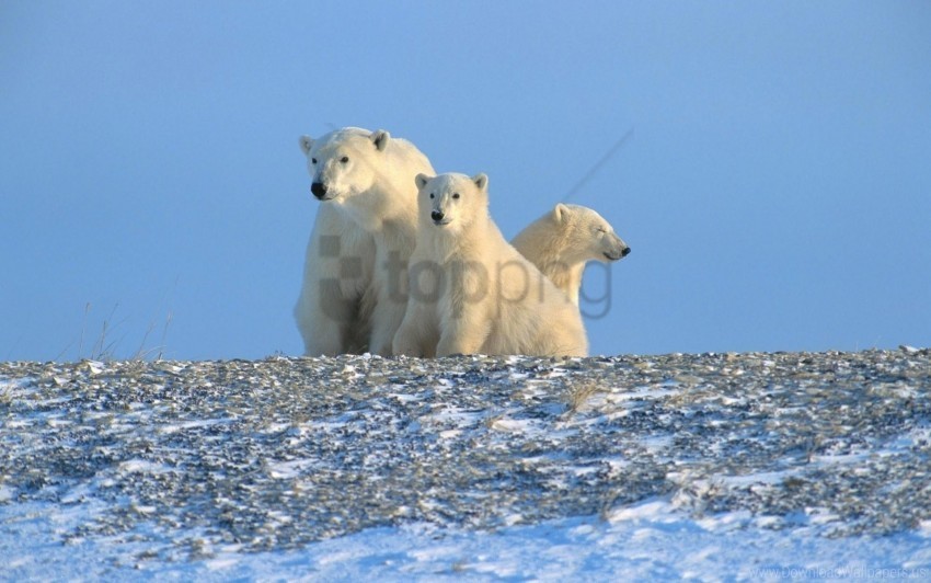 bears family polar bears snow wallpaper PNG with no background free download