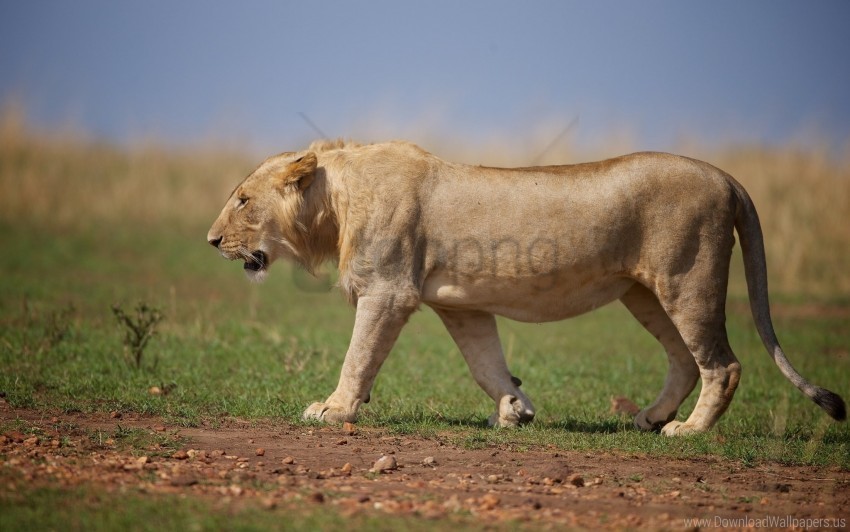 beast lion predator wild cat wallpaper PNG images with alpha transparency wide selection