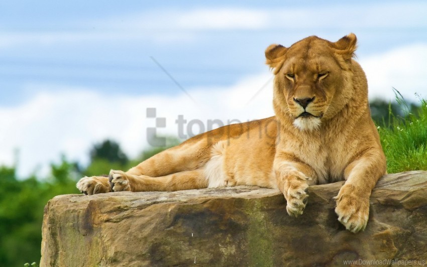 beasts king lie down lion summer wallpaper PNG clipart