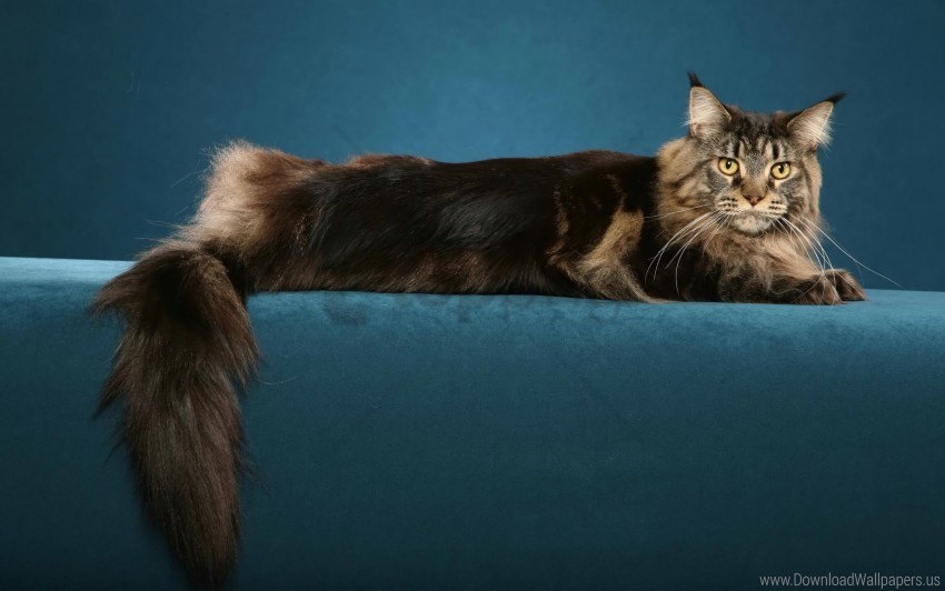 beautiful big cat fluffy maine coon wallpaper HighQuality PNG Isolated on Transparent Background