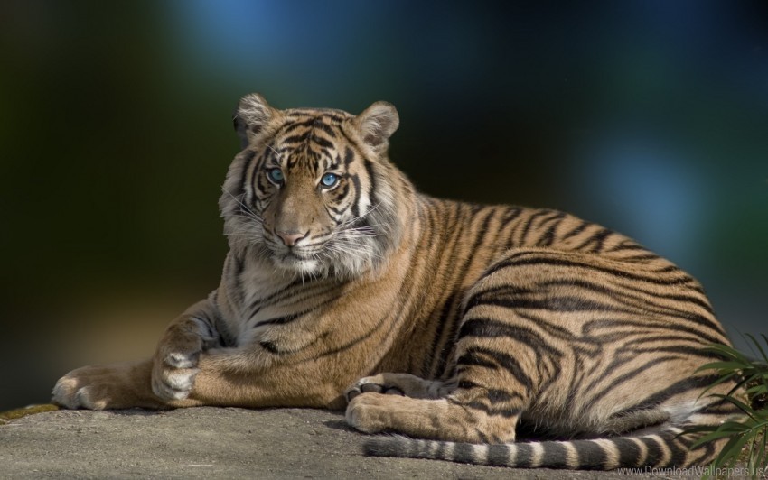 beautiful big cat grace lying predator tiger wallpaper PNG transparent images mega collection