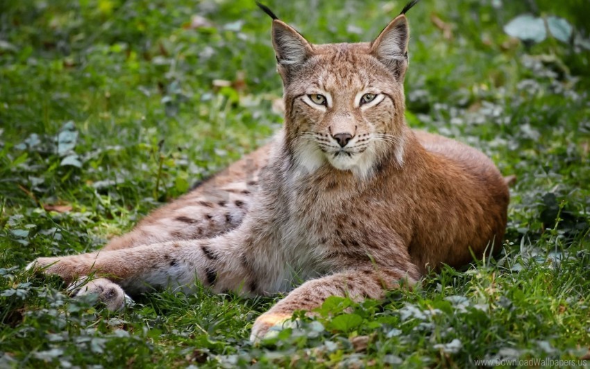 beautiful big cat grass lynx wood wallpaper Clear background PNG graphics