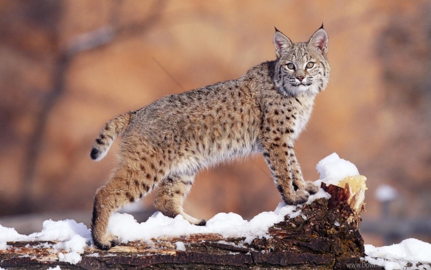 beautiful big cat lynx snow wallpaper Isolated Item on Transparent PNG