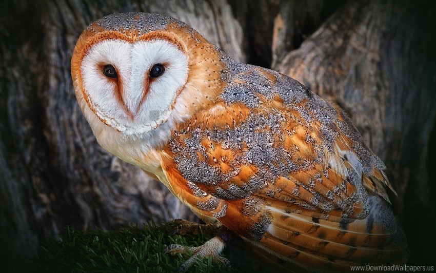 beautiful bird color face owl predator tree wallpaper PNG artwork with transparency