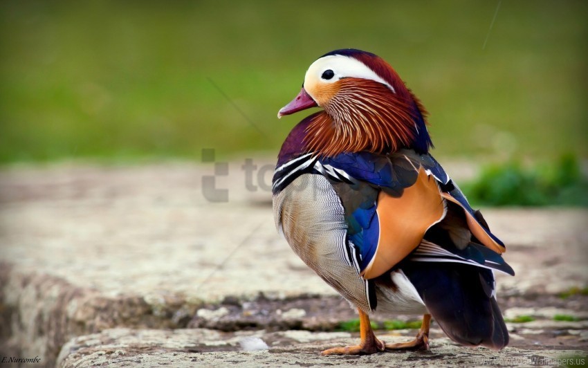 beautiful bird color mandarin duck wallpaper Background-less PNGs