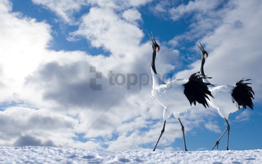 beautiful bird couple japanese crane walk wallpaper PNG transparent images bulk