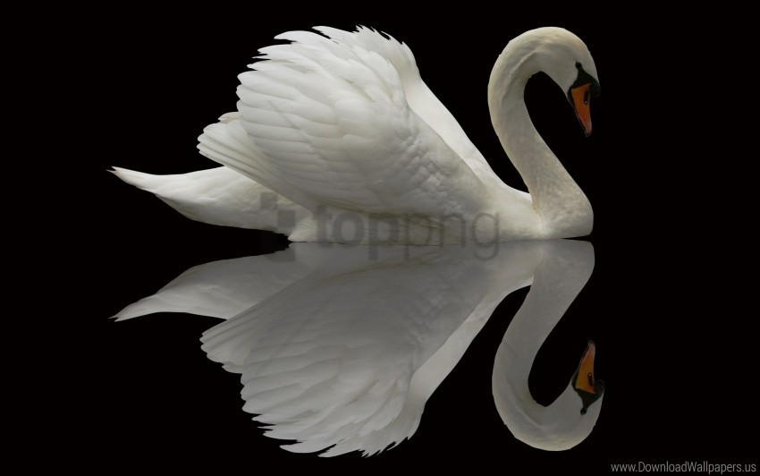 beautiful bird feather grace swan wallpaper High-resolution PNG images with transparency