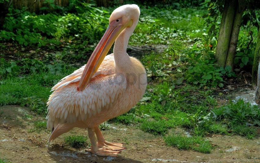 beautiful bird feathers grass pelican pink wallpaper Clear background PNG graphics