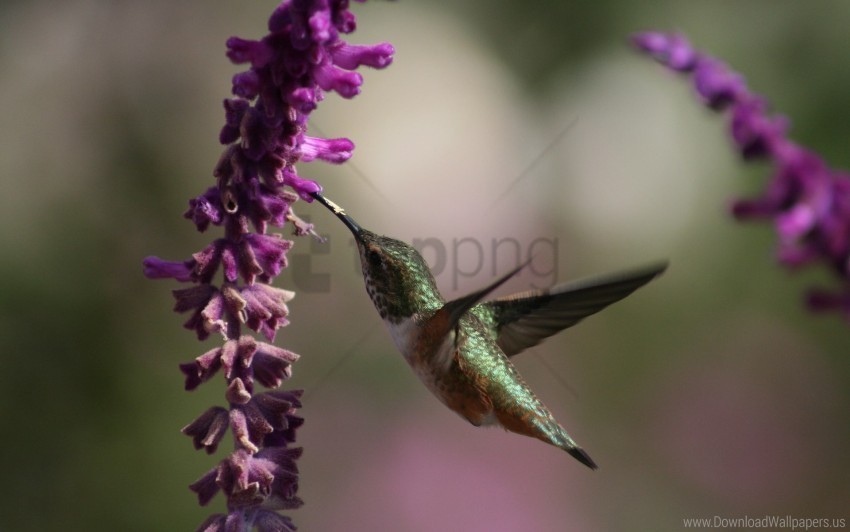 beautiful bird flowers hummingbird wallpaper PNG art