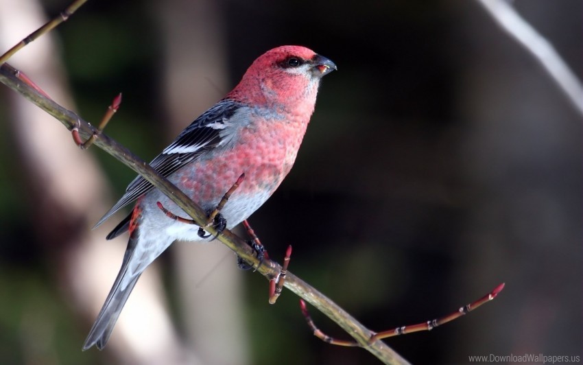 beautiful birds branch color sit wallpaper PNG with no cost