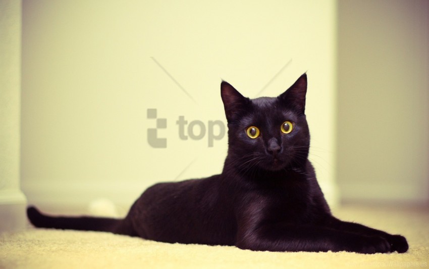 beautiful black cat cat lying wallpaper PNG Isolated Illustration with Clear Background