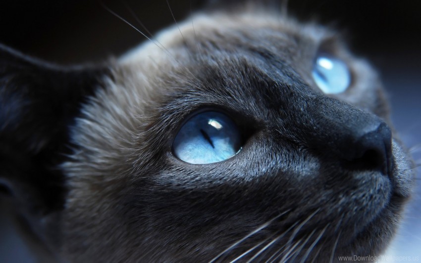 beautiful blue eyes cat close-up muzzle siamese wallpaper Isolated Graphic Element in HighResolution PNG
