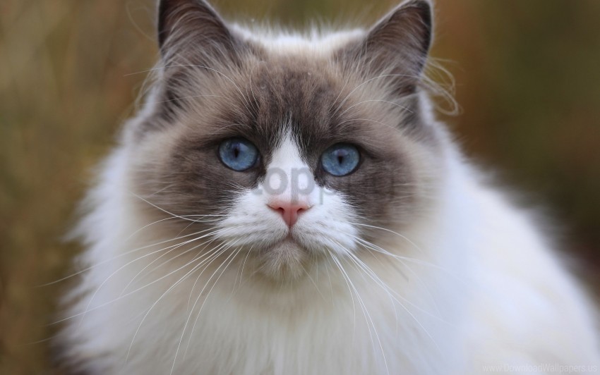 beautiful blue eyes cat eyes face thick wallpaper PNG Graphic Isolated on Transparent Background