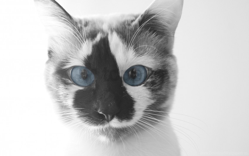 beautiful blue eyes cat face wallpaper PNG files with no background wide assortment