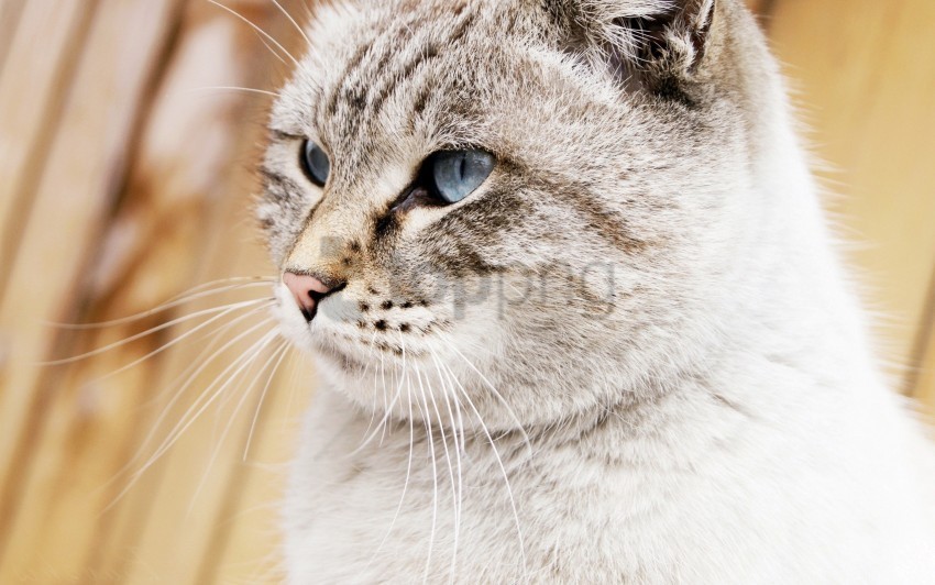 beautiful blue eyes cat face wallpaper Isolated Object with Transparent Background in PNG