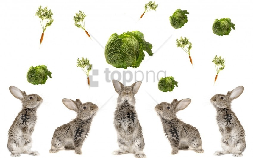 beautiful cabbage food rabbits wallpaper Transparent Background PNG Isolated Design