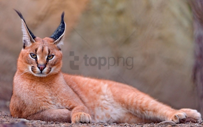 beautiful caracal rest wallpaper PNG images with alpha mask