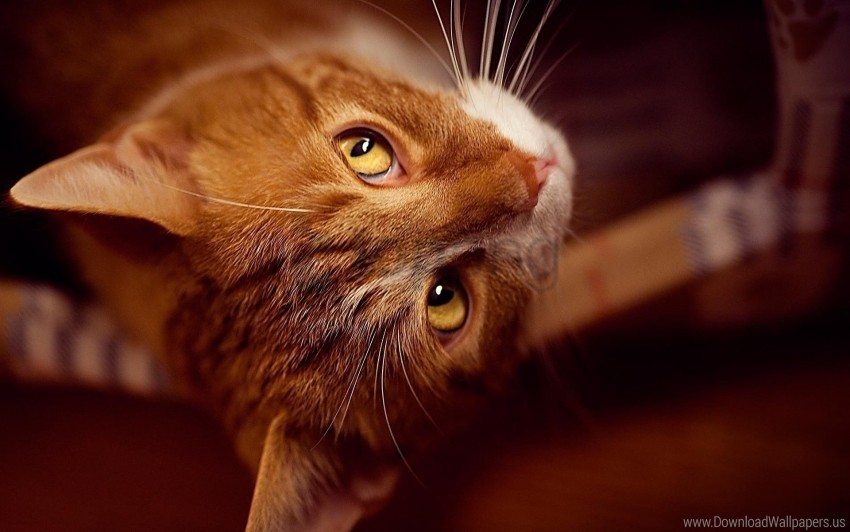 beautiful cat eyes face playful wallpaper PNG files with no backdrop required