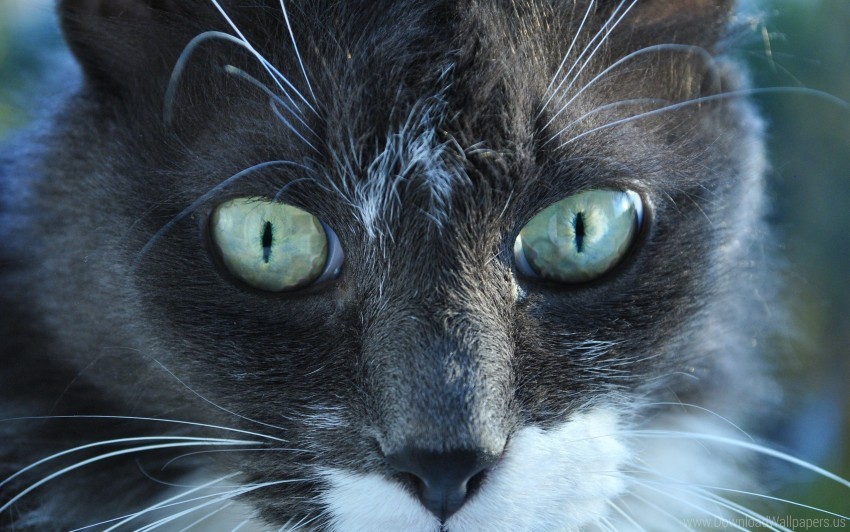 beautiful cat eyes face spotted view wallpaper PNG images with no attribution