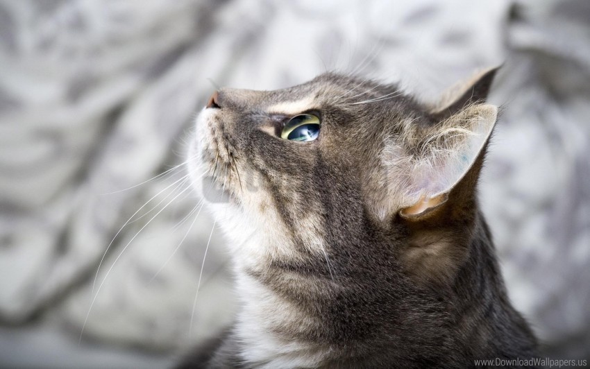 beautiful cat eyes face wallpaper Isolated Character with Clear Background PNG