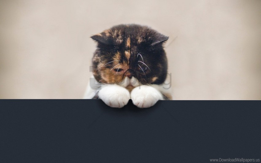 beautiful cat face fat legs sad wallpaper Images in PNG format with transparency