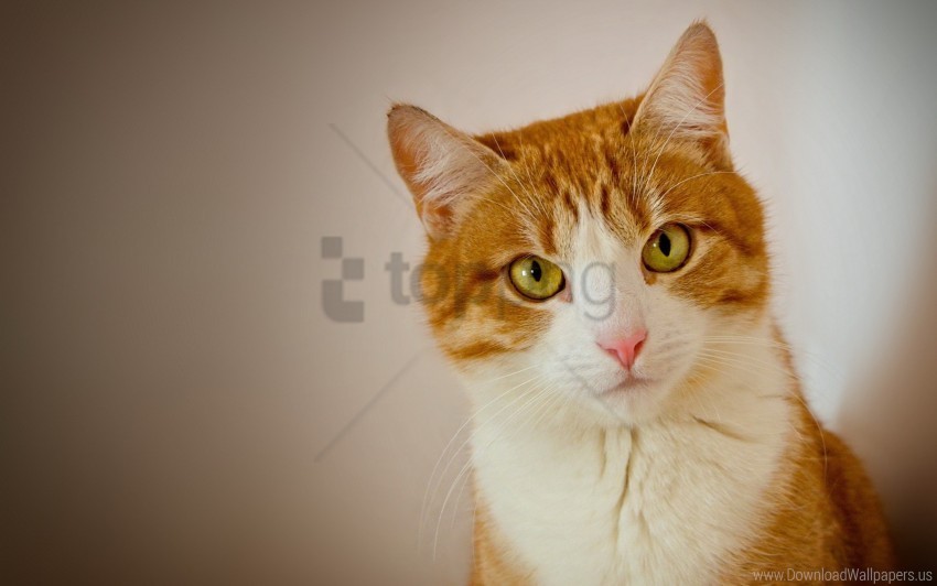 beautiful cat face wool wallpaper Free PNG images with transparent layers diverse compilation