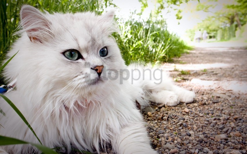 beautiful cat fluffy lie wallpaper Isolated Subject with Clear PNG Background