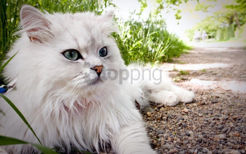 Beautiful Cat Fluffy Lie Wallpaper Isolated Subject With Clear PNG Background