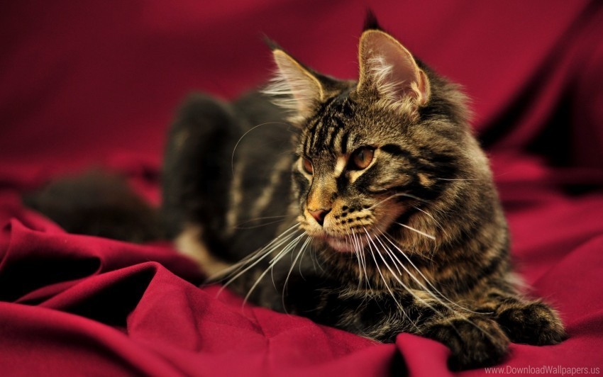 beautiful cat fluffy lying maine coon wallpaper PNG Isolated Illustration with Clear Background