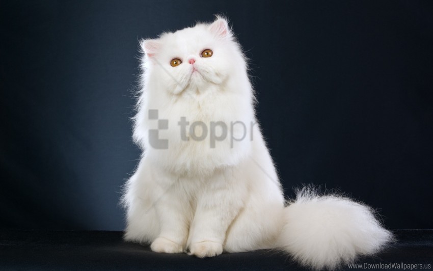 Beautiful Cat Fluffy Sitting Wallpaper PNG Images For Printing