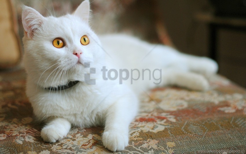 beautiful cat lying white wallpaper Isolated Illustration in HighQuality Transparent PNG