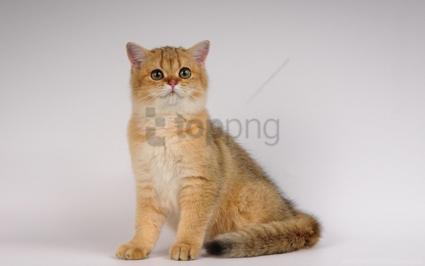 beautiful cat sit thick wallpaper Isolated Object in HighQuality Transparent PNG