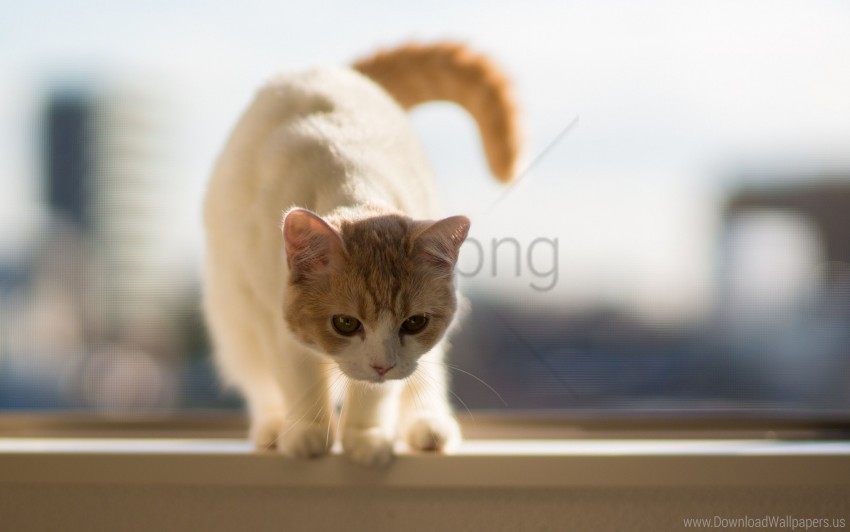 Beautiful Cat Tail Walking Wallpaper PNG Images For Websites