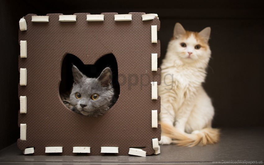 beautiful cats couple house wallpaper Isolated Icon on Transparent Background PNG