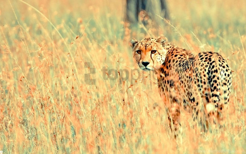 beautiful cheetah wallpaper PNG with Isolated Transparency