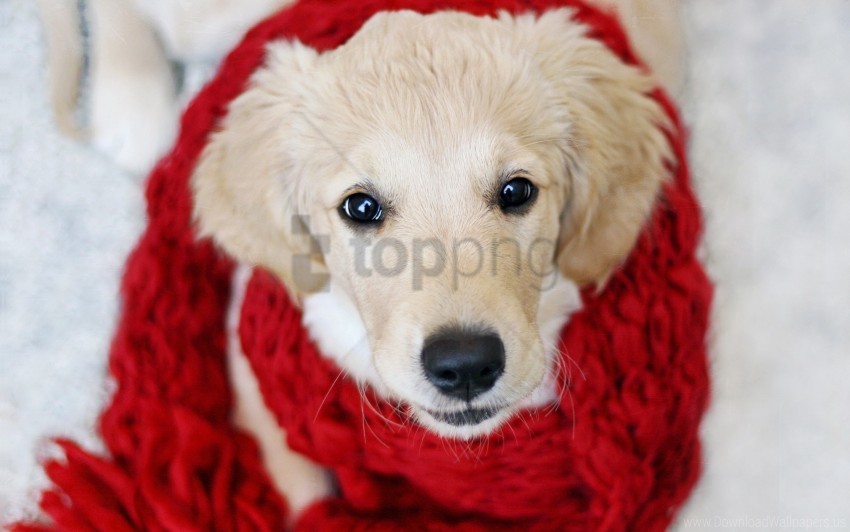 beautiful cloth dog muzzle puppy scarf wallpaper PNG download free