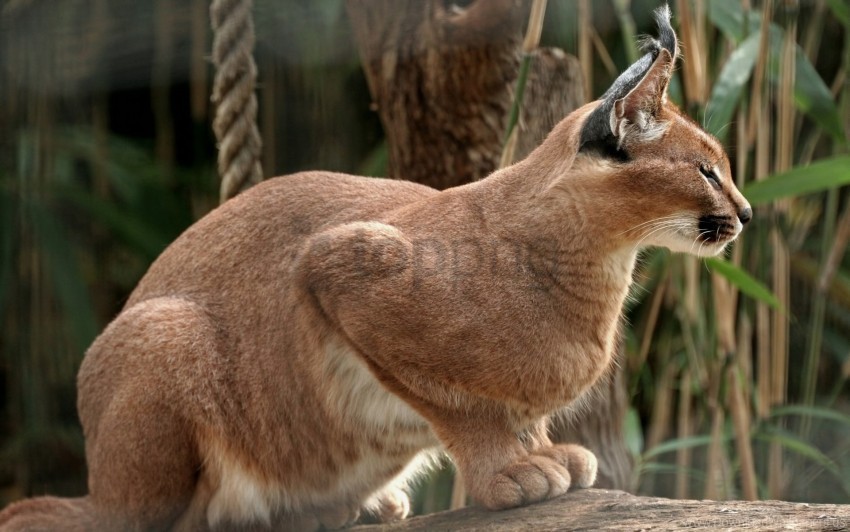 beautiful color lynx predator sit wallpaper PNG picture