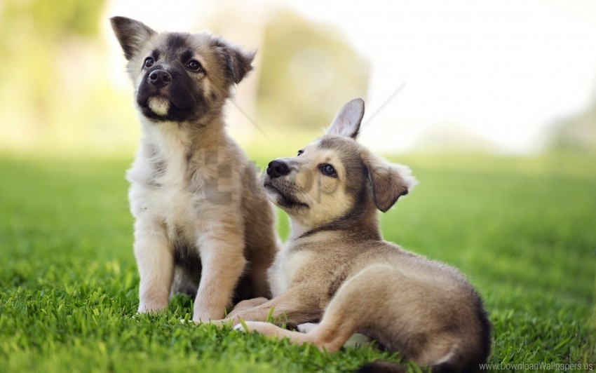 beautiful couple grass lie puppies sit wallpaper PNG for educational use