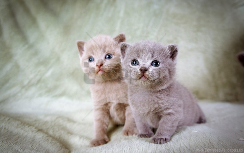 beautiful couple kittens sitting wallpaper Clean Background Isolated PNG Graphic Detail