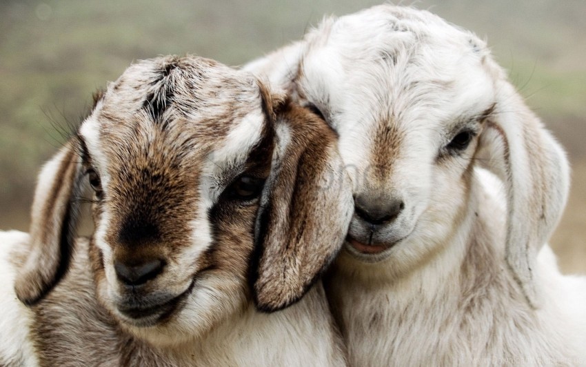 beautiful couple lambs wallpaper Isolated Subject in Transparent PNG