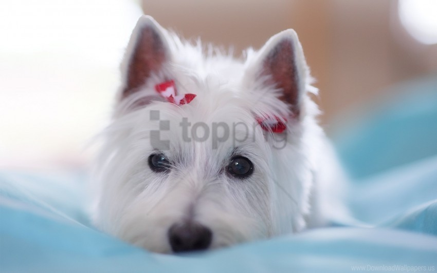 beautiful decoration dogs eyes face lie wallpaper PNG transparent images for social media