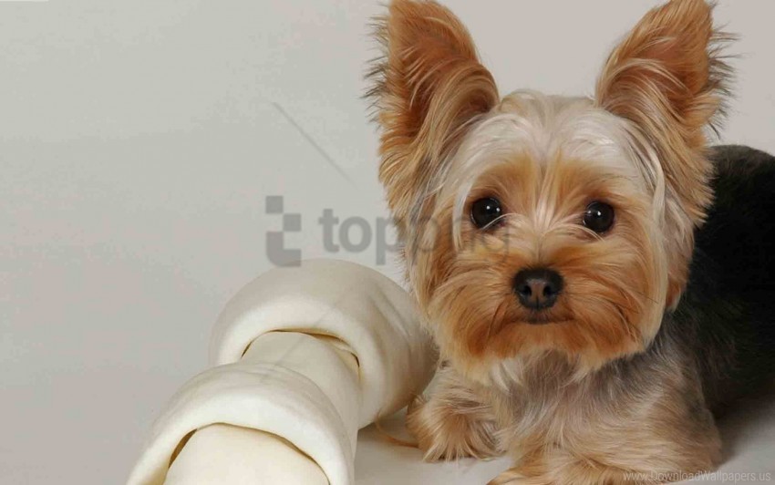 beautiful dog fabric face lying yorkshire terrier wallpaper Isolated Character in Transparent Background PNG
