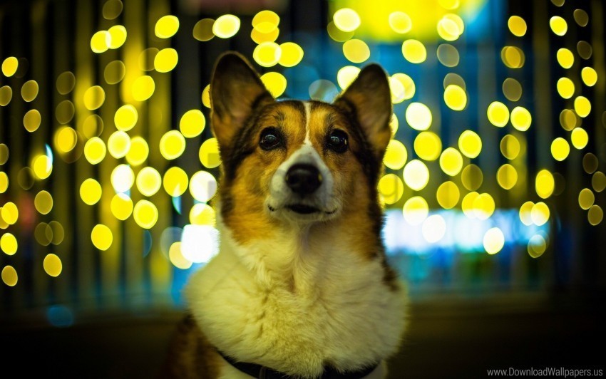 beautiful dog face glare welsh corgi wallpaper Clear background PNGs