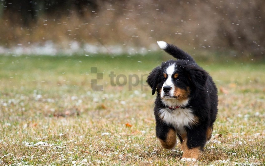 beautiful dog grass puppy running wallpaper PNG images with no fees