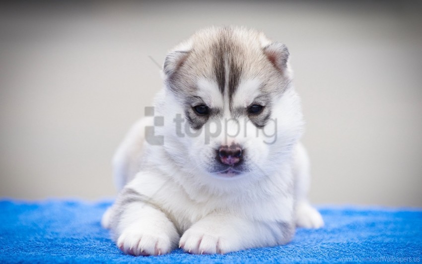 Beautiful Dog Husky Muzzle Puppy Wallpaper Isolated Object In HighQuality Transparent PNG