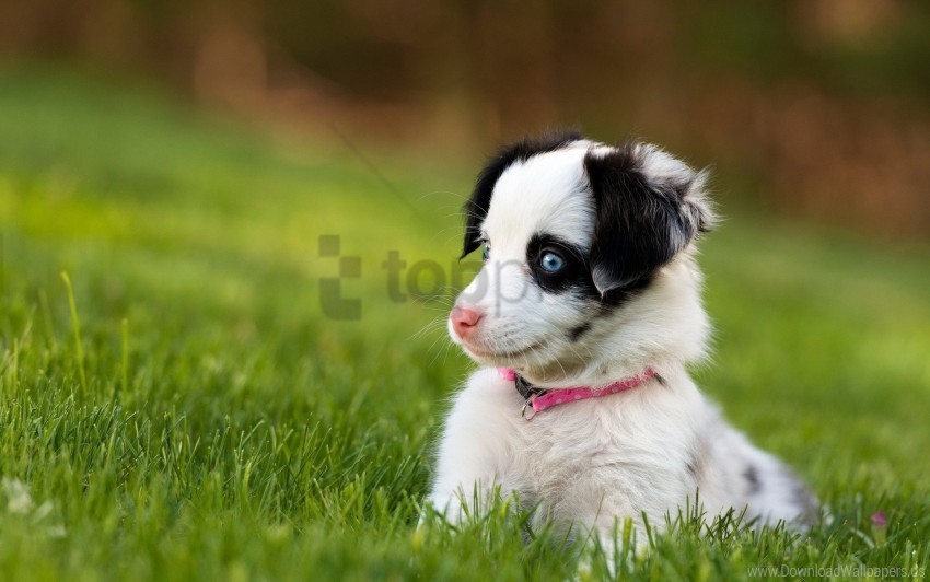 beautiful dog look puppy surprise wallpaper Clear PNG pictures compilation