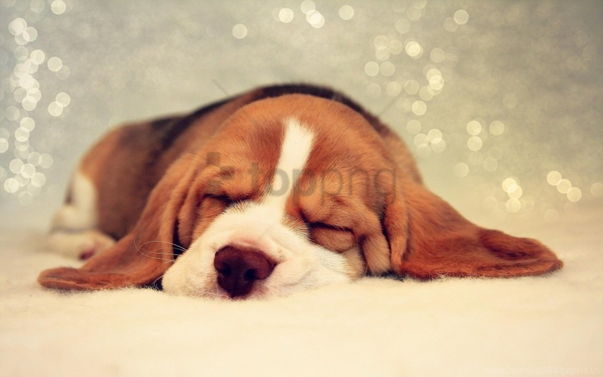 beautiful dogs dream face spotted wallpaper PNG graphics with transparent backdrop