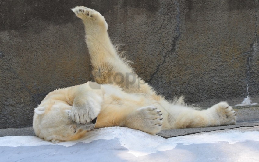 beautiful down playful polar bear wallpaper Isolated Graphic on HighResolution Transparent PNG